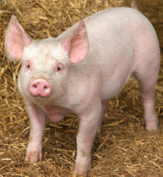 cute-pig