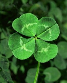 four-leaf-clover